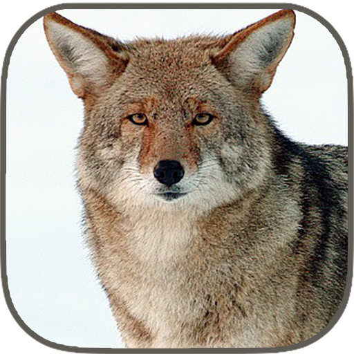 Coyote Hunting Calls icon