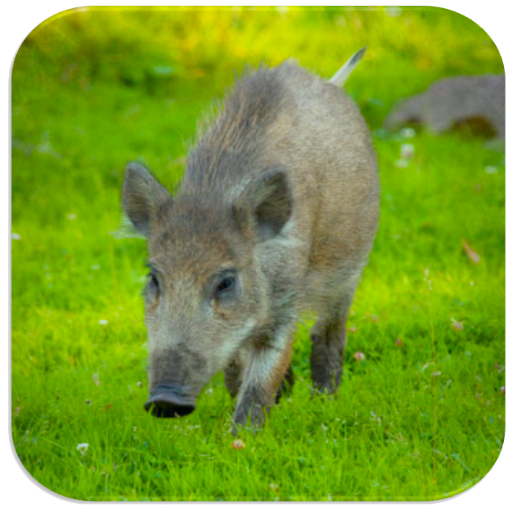 Boar sounds icon