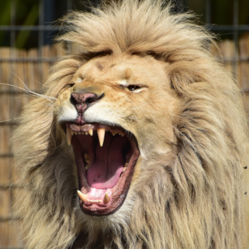 Lion Sound أيقونة