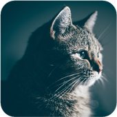 Cute Cat Wallpaper HD icon