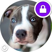 Fluffy Pitbull Dogs Security Lock Screen icon