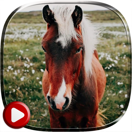 Horses Video Live Wallpaper icon