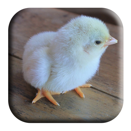 Baby Chick Sounds आइकन