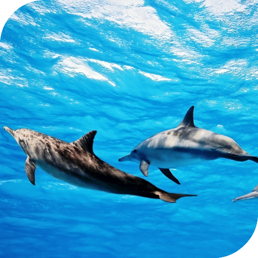 Dolphins Live Wallpaper icon