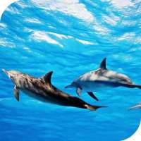 Los Delfines Fondos Animados