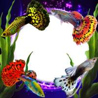 Guppy Fishs Photo Frames on 9Apps