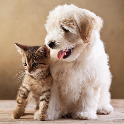 Cute funny puppy &amp; cat photos icon