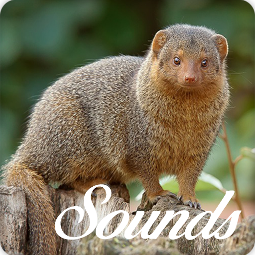 Mongoose Sounds and Ringtone Audio icon