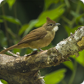 Ochraceous Bulbul Bird Call Sounds Ringtone icon