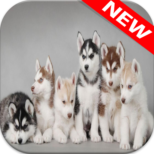 🐕 Husky Wallpapers – Cute Dog Wallpaper icon