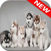 🐕 Husky Wallpapers – Cute Dog Wallpaper on 9Apps