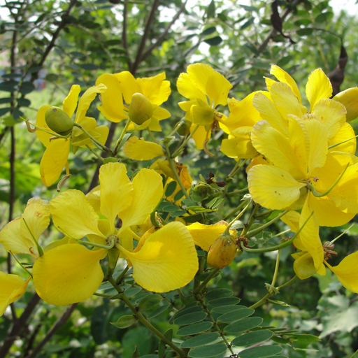 Plant Structure أيقونة