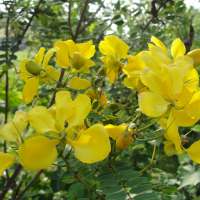 Plant Structure on 9Apps