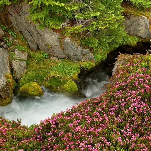 Mountain stream live wallpaper icon