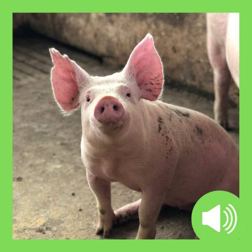 Pig Sounds icon