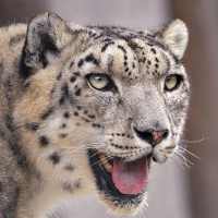 Snow Leopard Wallpapers on 9Apps