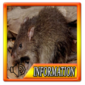The Sound of Rats icon