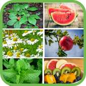 Plantas y frutas medicinales gratis on 9Apps