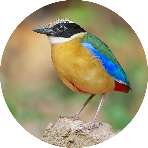 Pitta (genus) bird sound ringtones icon