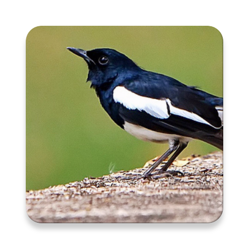 ikon Master Kicau Kacer