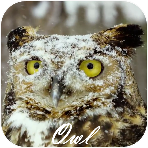 Owl Video Live Wallpaper icon