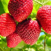 Strawberry Puzzle icon