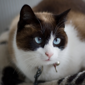 Big Cat Wallpaper icon