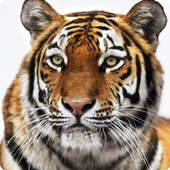Tiger live wallpaper icon