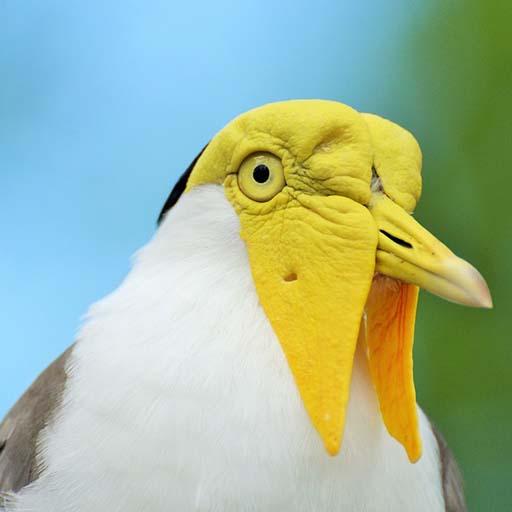 Australian Bird sounds Ringtones icon