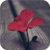 Wooden life. Live wallpapers أيقونة