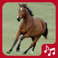 Horses Sounds for Cell Phone free.