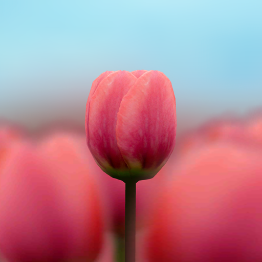 3D Tulip Live Wallpaper icon