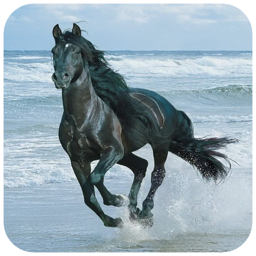 Horse Wallpaper icon