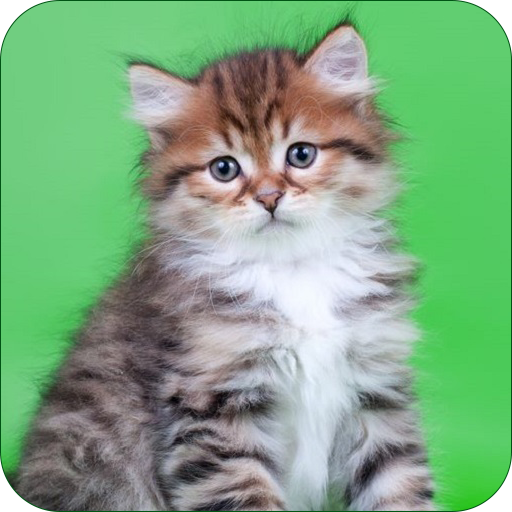 Best Cats Wallpaper icon