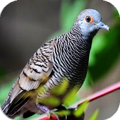 ikon Master Burung Perkutut