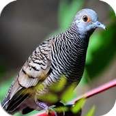 Master Burung Perkutut