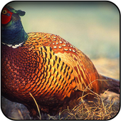 Pheasant wallpapers icon