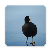 Coot Bird Wallpaper HD icon