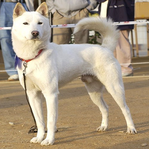 Dog Dog Bark Bark icon