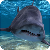 Shark Attack icon
