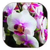 beyaz orkide duvar kağıdı icon