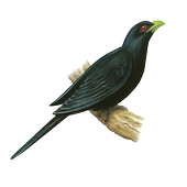 Asian Koel Fly icon