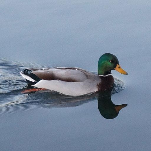 Duck Calls - Ad Free icon