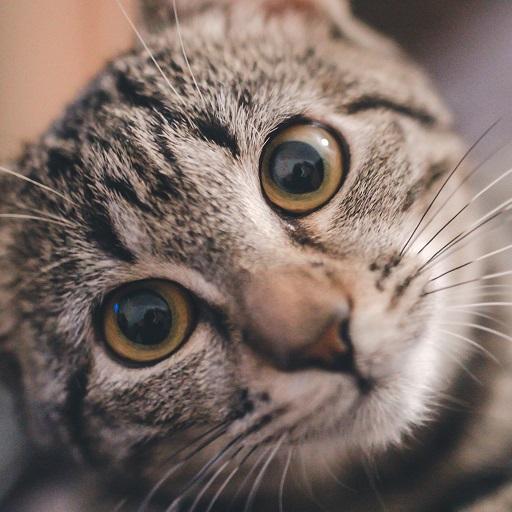 Funny Cats Cat sounds icon