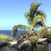 Palm tree at the seaside