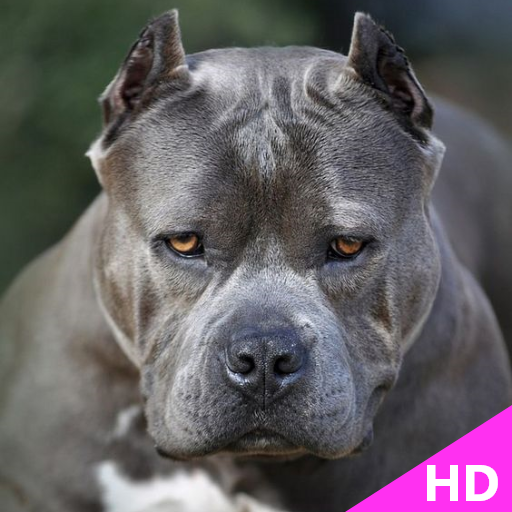 Pitbull Dog Wallpaper and Pitbull Puppies icon