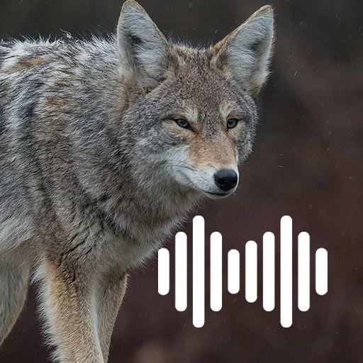 Coyote hunting calls icon