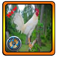 Chicken Ringtones on 9Apps