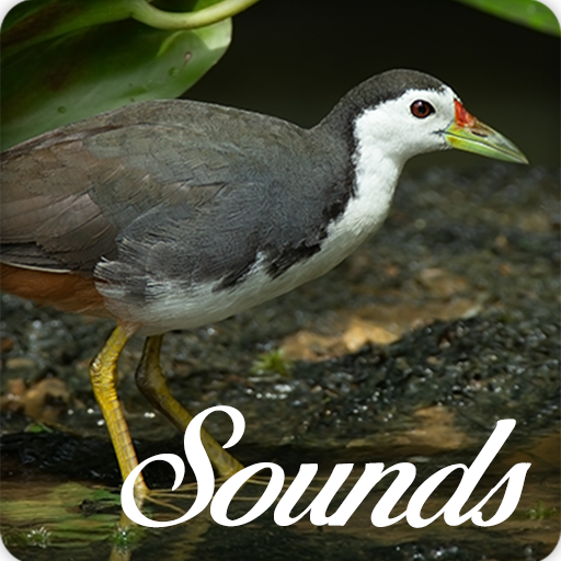 White Breasted Waterhen Sounds and Ringtone Audio icon
