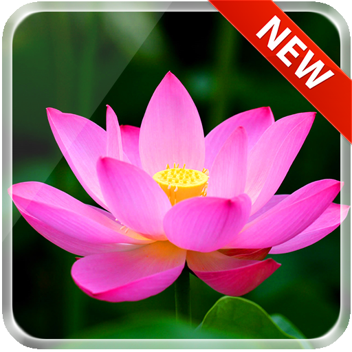 Lotus 3D Live Wallpaper icon